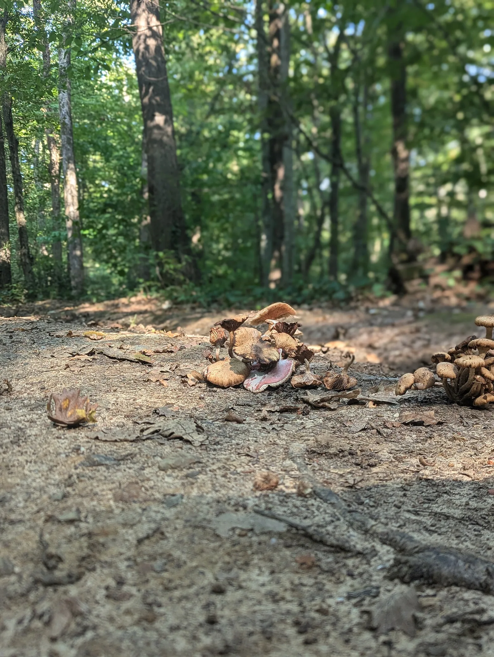 Belgrad Ormanı, Sarıyer, İstanbul — photo