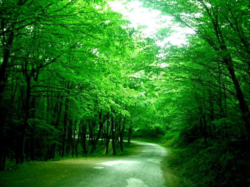 Belgrad Orman Bentler Tabiat Parkı, Sarıyer
