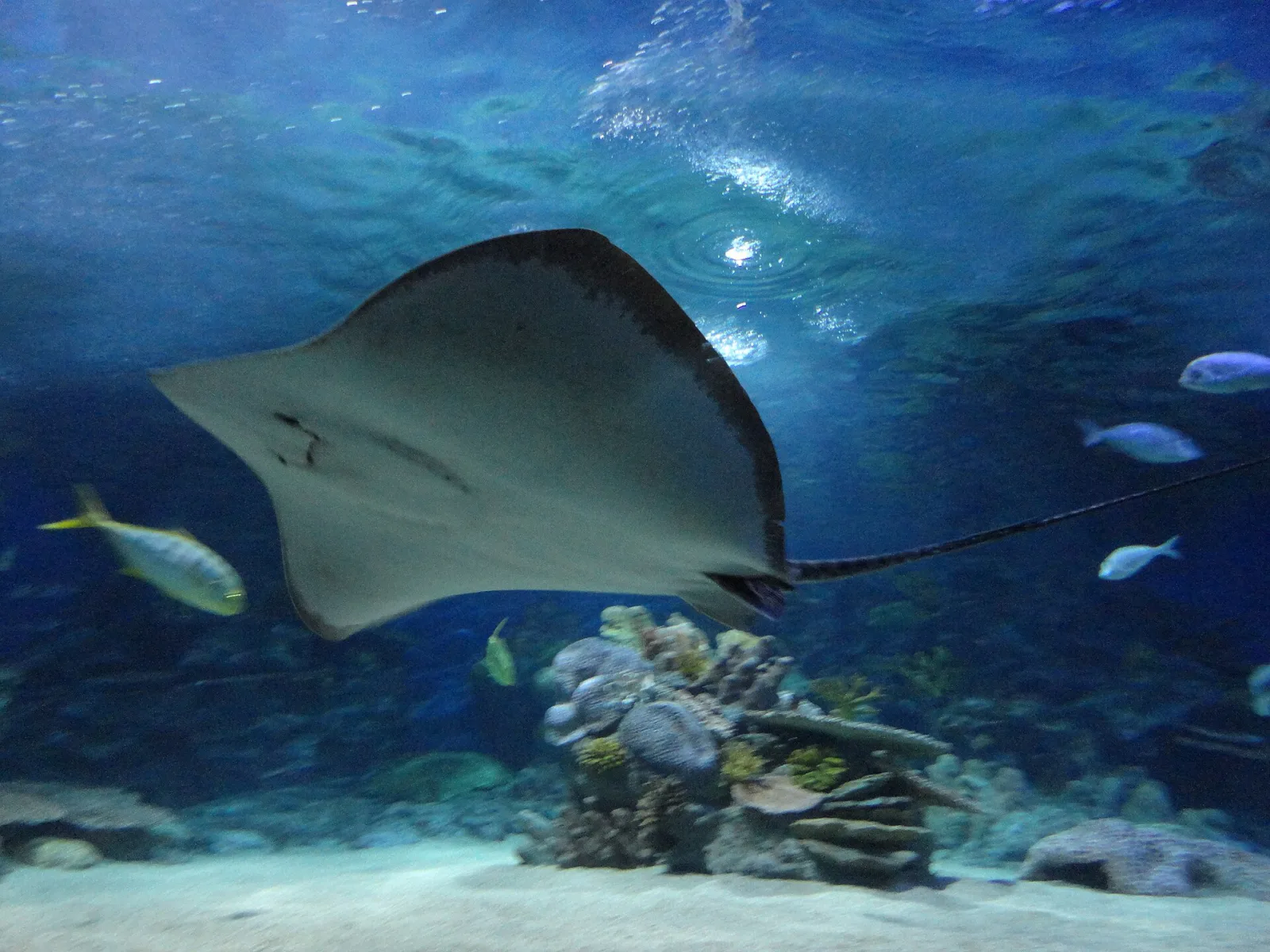 İstanbul Sea Life Akvaryum, Bayrampaşa