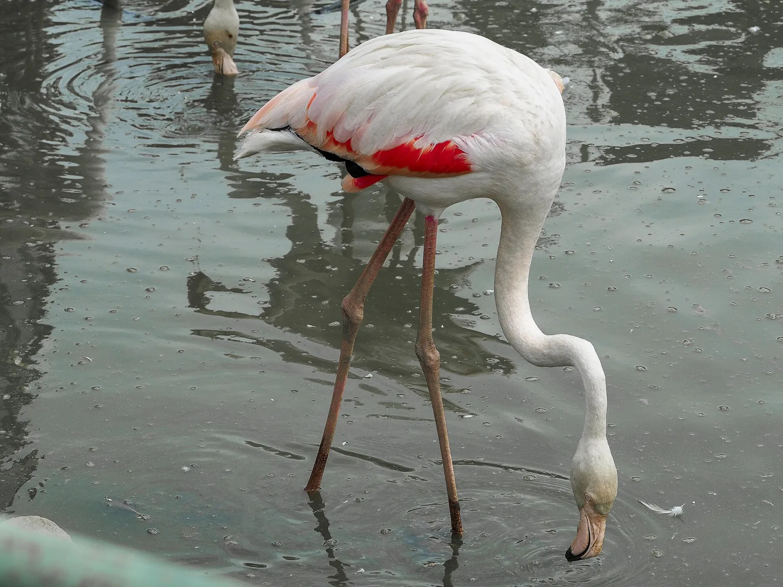 Flamingo, Kadıköy, İstanbul