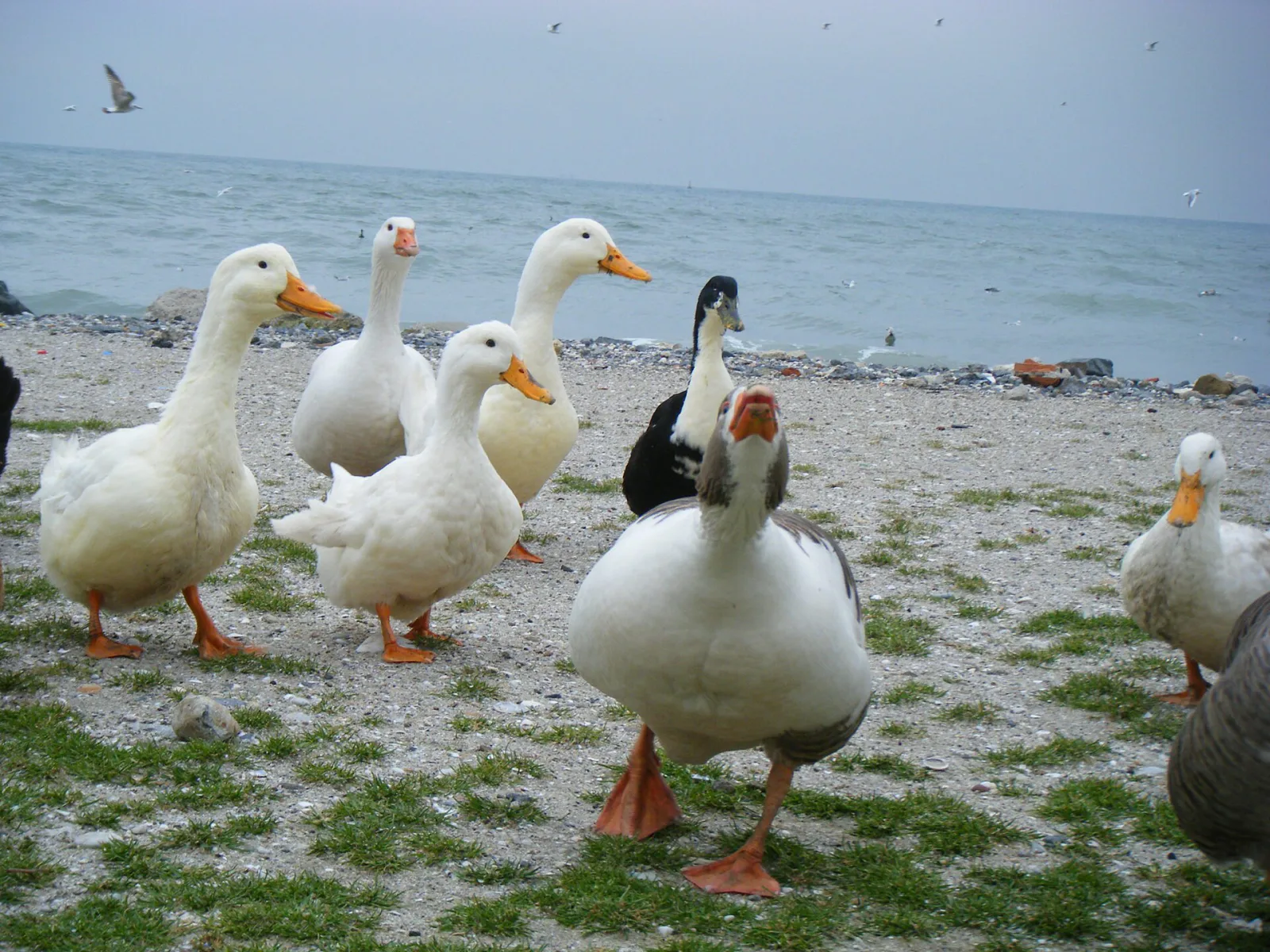 Menekşe Plajı, Küçükçekmece, İstanbul