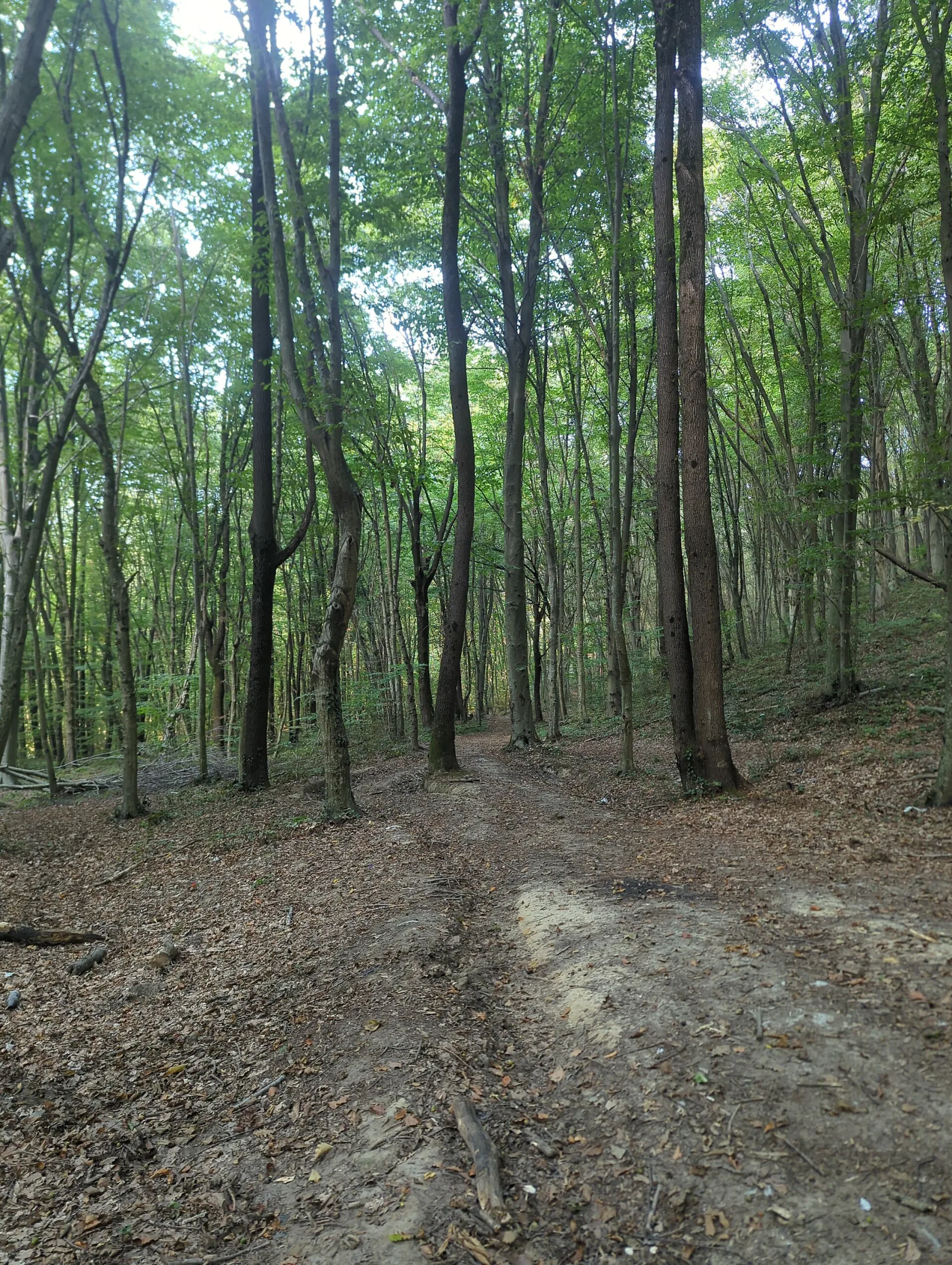 Belgrad Ormanı, Sarıyer, İstanbul — photo