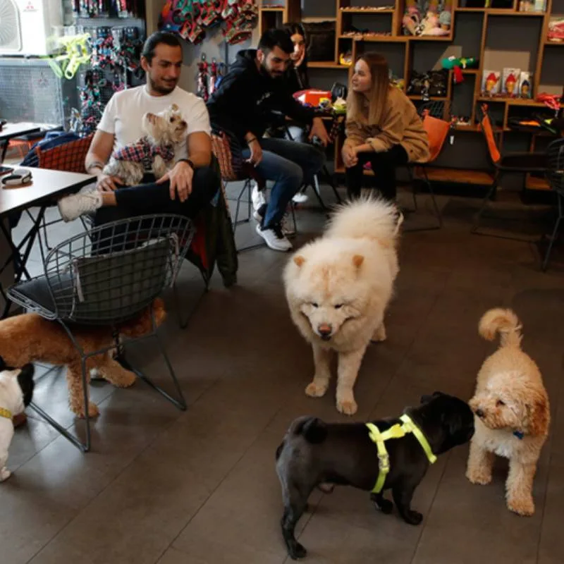 Wuufbox Cafe, Beşiktaş