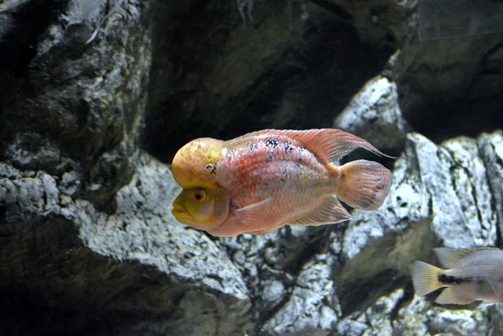 Zoo, Kadıköy
