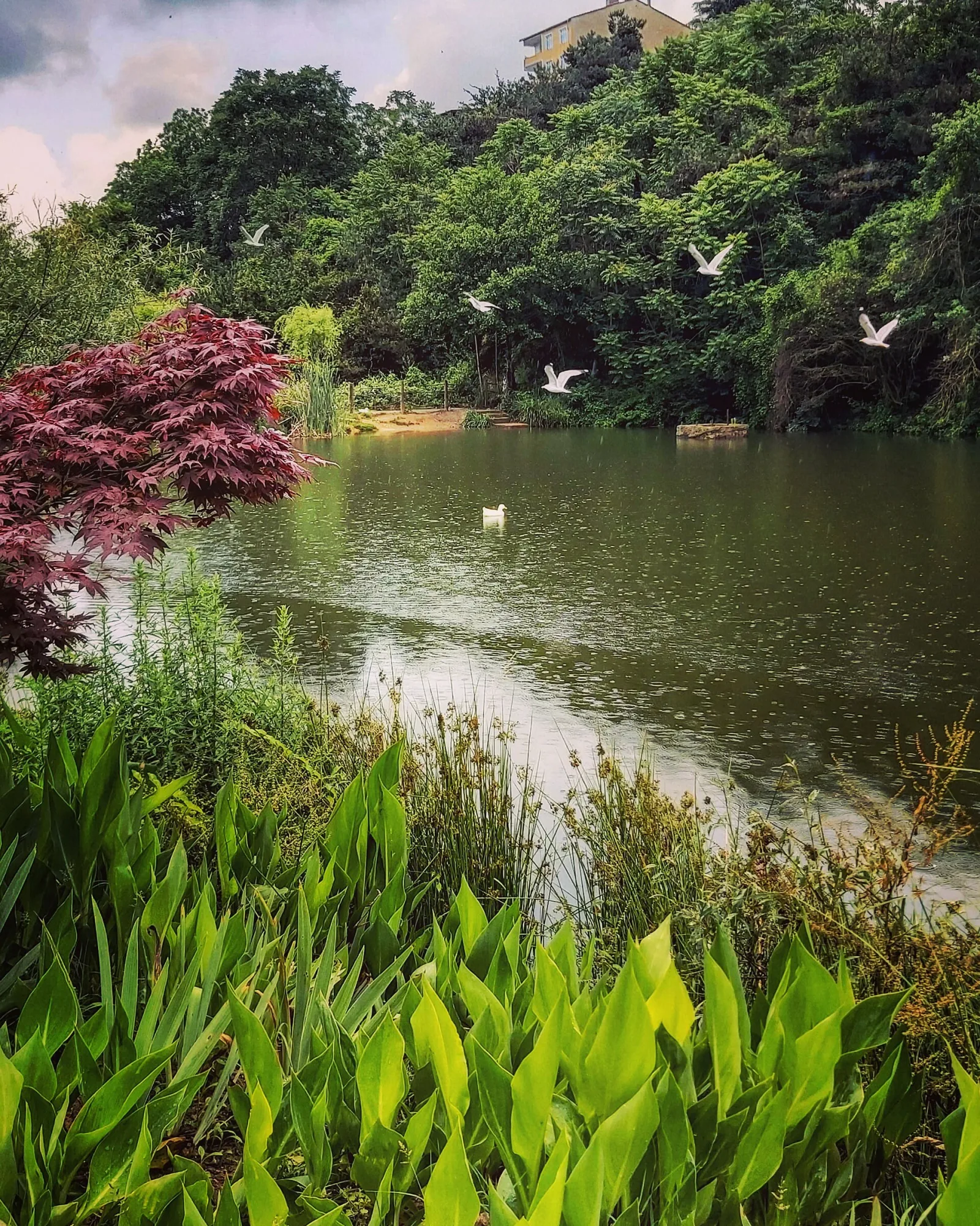 Atatürk Kent Ormanı, Sarıyer, İstanbul — Park ve Doğa