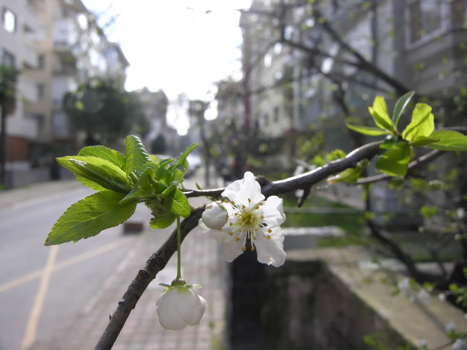 Bahar, Maltepe, İstanbul
